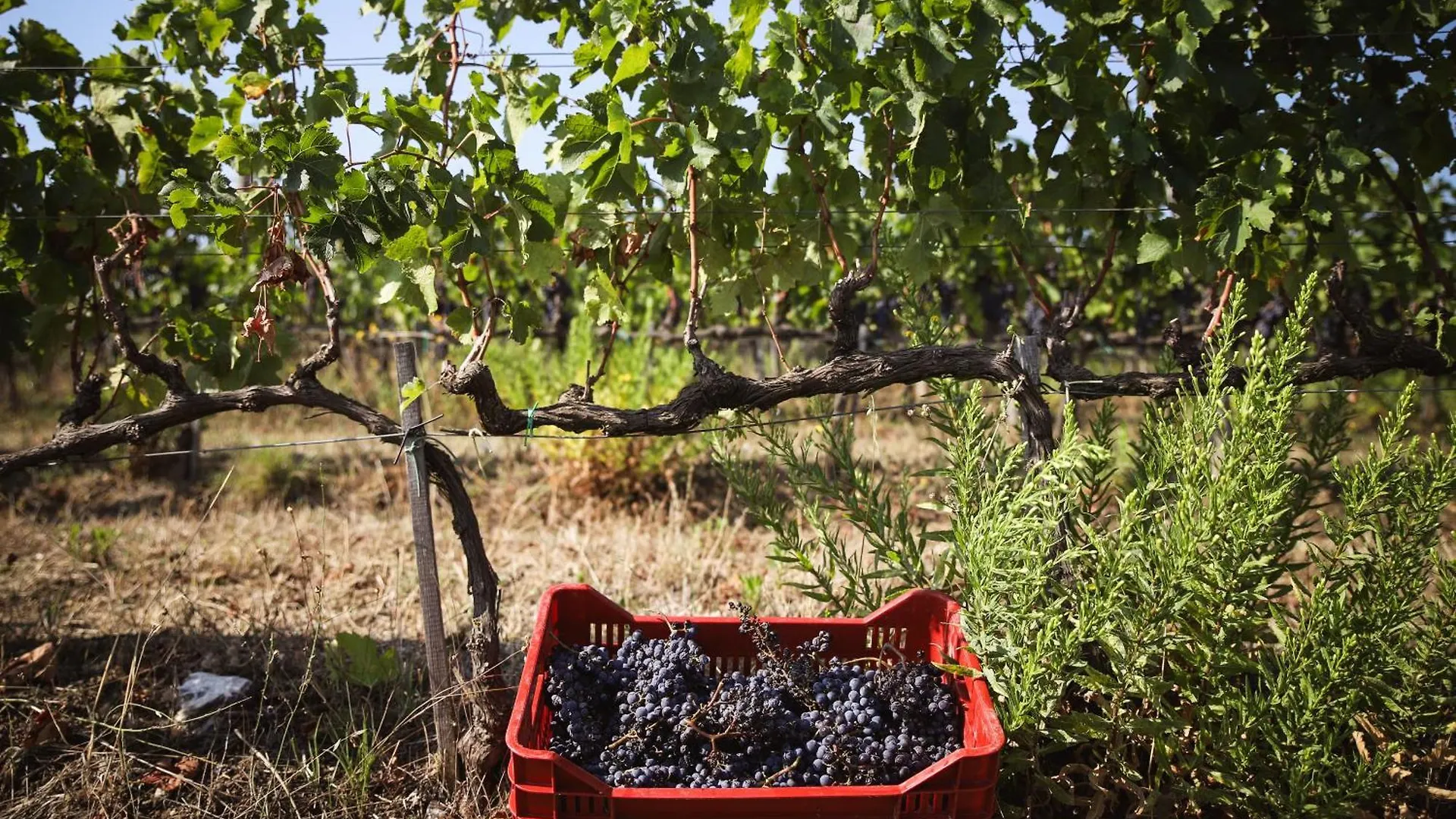 Bio Agriturismo Poggio Aione サトゥルニア ファームステイ